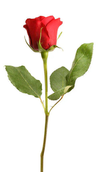 Single Rose 70cm